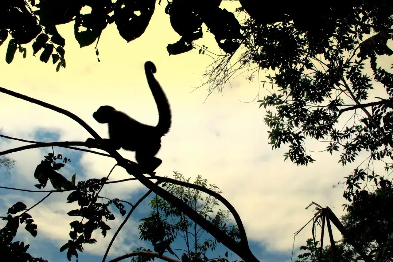 AMAZONIA HOLISTIC PROGRAM